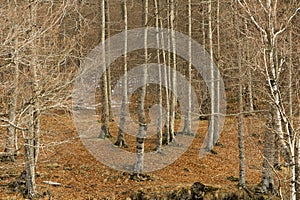 Forest of beech trees
