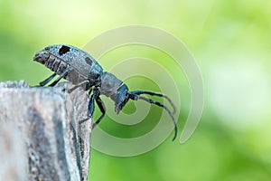 Forest beetle - Morimus funereus