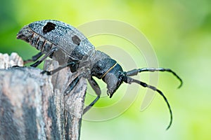 Forest beetle - Morimus funereus