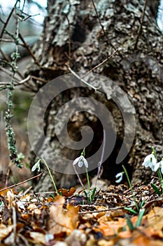 Spring forest with snowdrops