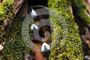 Spring forest with snowdrops