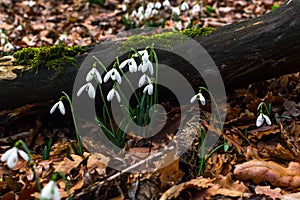 Spring forest with snowdrops