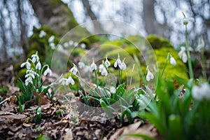 Spring forest with snowdrops