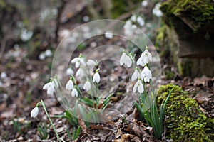 Spring forest with snowdrops