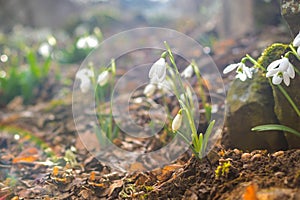 Spring forest with snowdrops