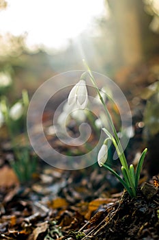 Spring forest with snowdrops