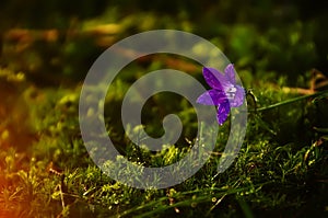 Forest bell flower