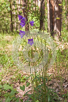 Forest bell on the forest glade