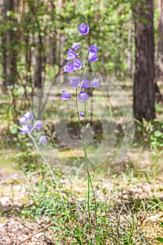 Forest bell on the forest glade