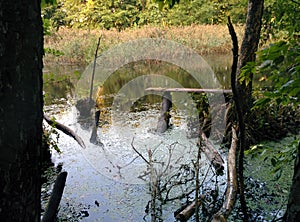 Forest bench on the lake