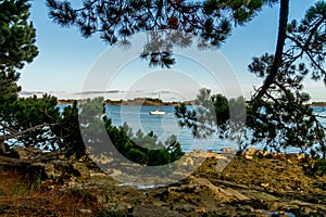 Forest on Bender Island in the Gulf of Morbihan. France