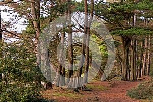 Forest on Bender Island in the Gulf of Morbihan. France