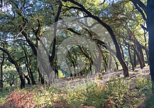 Forest of bent cork oaks