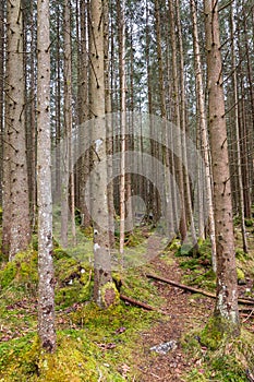 Forest in Berchtesgadener Land, Germany photo