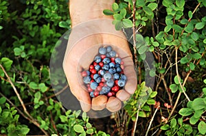 Forest berries