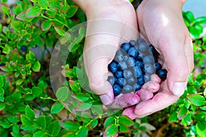 Forest berries on the hands of a young girl against the background of berry bushes