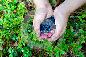 Forest berries on the hands of a young girl against the background of berry bushes