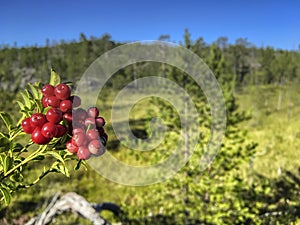 Forest berry against the green northern forest