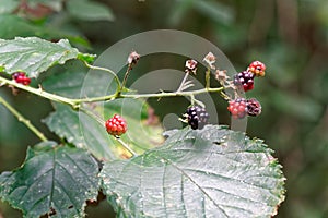 Forest berry on the bush branch on autumn.