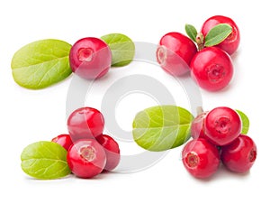 Forest berry cowberry