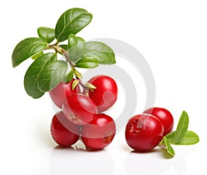 Forest berry cowberry