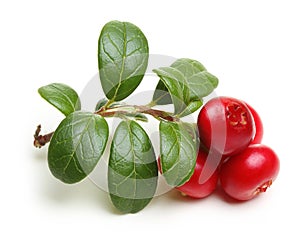 Forest berry cowberry