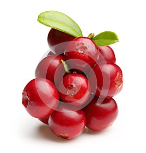 Forest berry cowberry