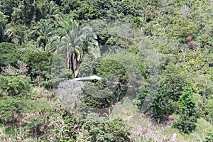 Forest and biodiversity in Colombia photo