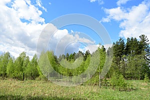 Forest, birch grove, pine forest. Deciduous and coniferous trees, young foliage and grass. Cloudy sky