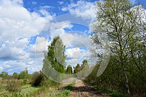 Forest, birch grove, rural dirt road. Stream. Deciduous trees, young foliage and grass. Cloudy sky