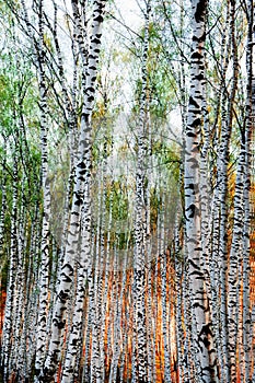 Forest birch in red sunlight