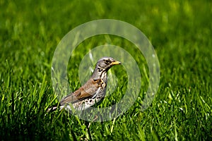 Forest bird on green grass