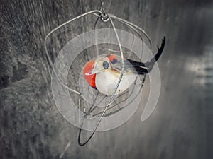 Bird never wants a cage