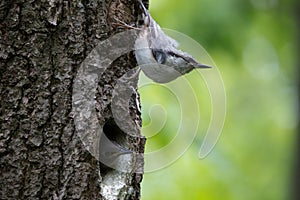 Forest bird Nuthatch look around, guards the nestlings. Passerine bird Sitta europaea near the nest on green background