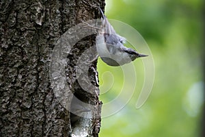 Forest bird Nuthatch look around, guards the nestlings. Passerine bird Sitta europaea near the nest on green background