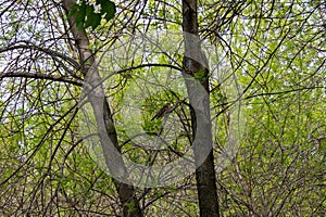 A forest bird in spring sits singing on a tree branch. Natural scene in the Park