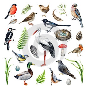 Forest birds natural elements watercolor set. Hand drawn various European bird collection. Stork, woodpecker, wren, duck