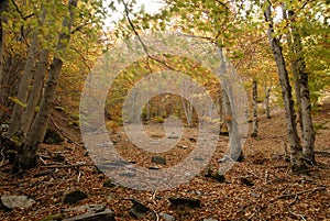 Forest of the Black Tejera in Autumn