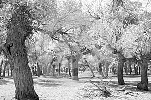 Forest in black and white image
