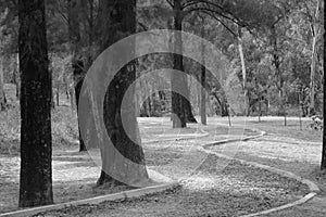 Forest in black and withe