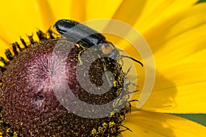 Forest Blister Beetle - Nemognatha nemorensis