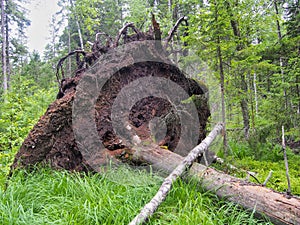 Forest blockage after the storm