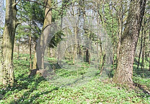 Forest with blooming flowers.