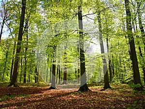 Forest blooming in spring