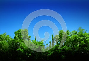 Forest and blue sky