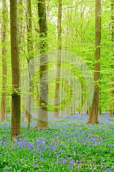 Forest with Bluebells