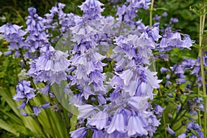 A forest of bluebells