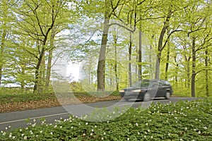 Forest,blurred car in springtime