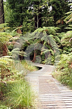 Forest boardwalk