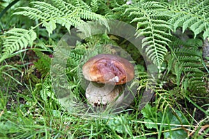 Forest Boletus edulis in the grass. Penny bun, cep, porcino little mushroom